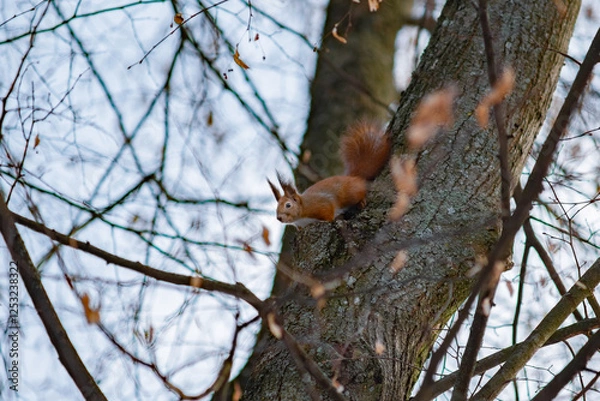 Obraz Red Eurasian squirrel on a tree in the spring in the forest. Wildlife Animals in Europe