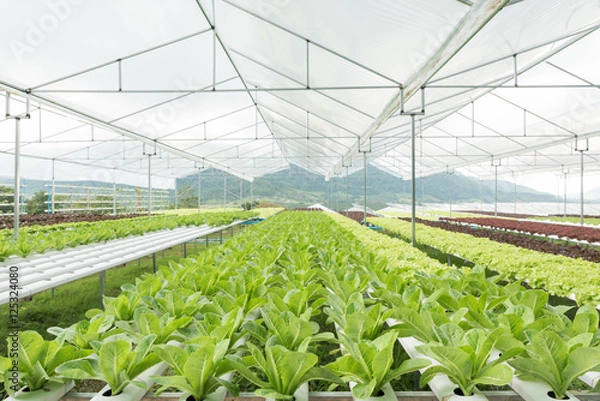 Fototapeta Lettuce vegetables in hydroponic farm