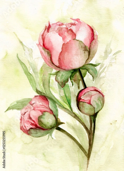 Fototapeta Watercolor bouquet of peonies. Hand drawing for creating a postcard, greeting, invitation.