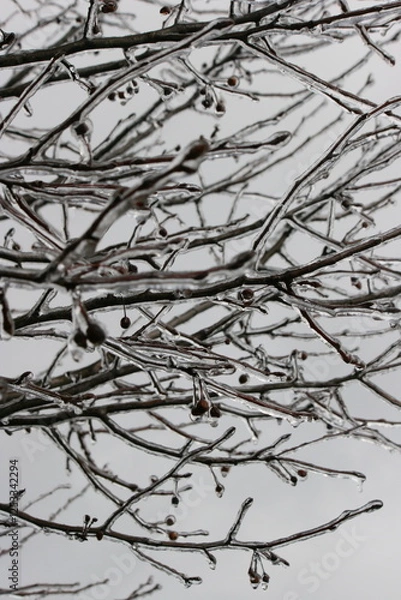 Fototapeta Winter Branches with Ice and Berries