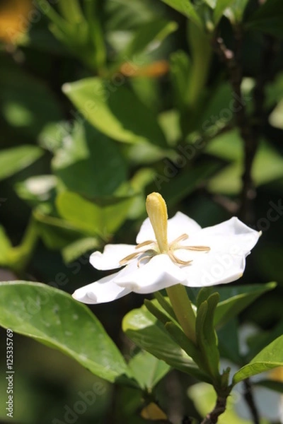 Obraz クチナシの白い花