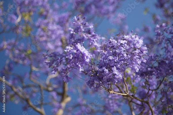 Fototapeta Colourful jacaranda tree in bloom in Brisbane, Queensland.