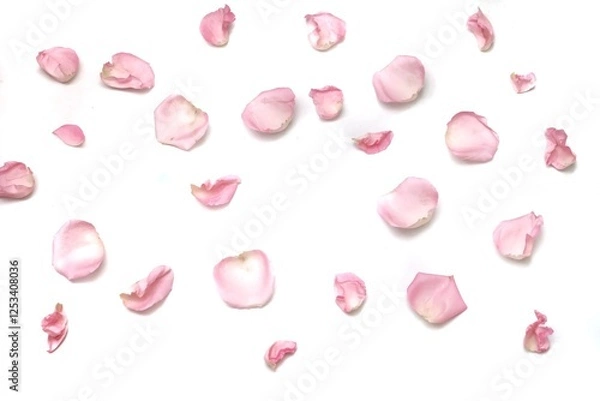 Obraz Blurred a group of sweet pink rose corollas on white isolated with copy space and softy style 