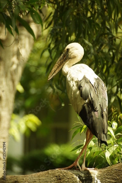 Fototapeta Bird on grass