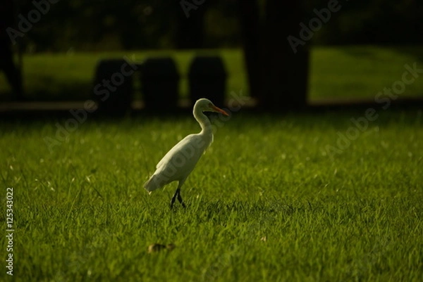 Fototapeta Bird on grass