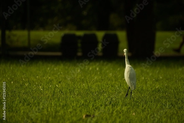 Fototapeta Bird on grass