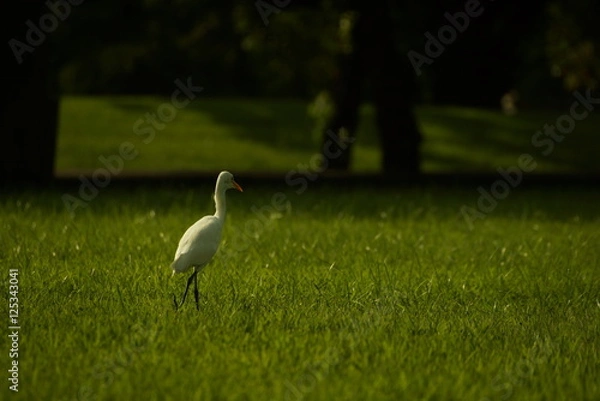 Fototapeta Bird on grass