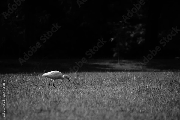 Fototapeta Bird on grass