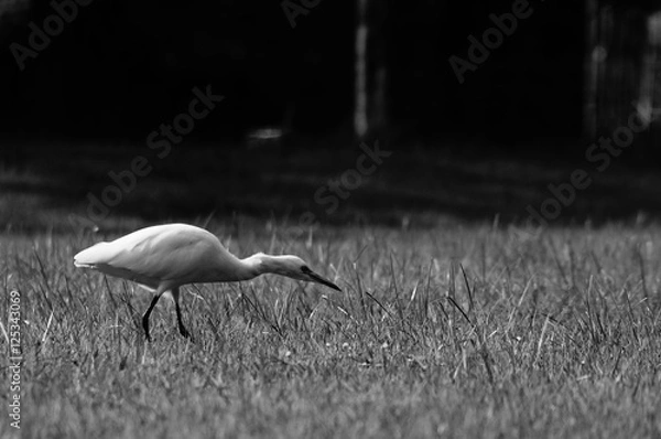 Fototapeta Bird on grass