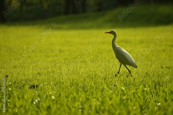 Fototapeta Bird on grass