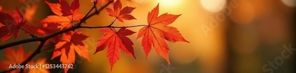 Fototapeta Maple branch's intricate shape soaks up sunlight, nature, maple