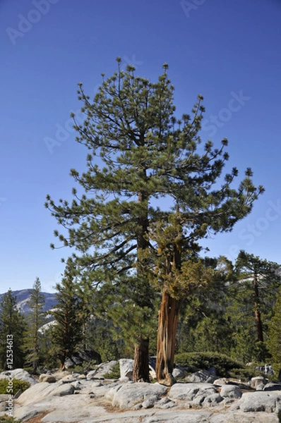 Obraz yosemite collection 15