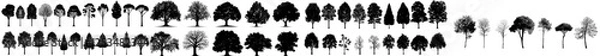 Fototapeta Modern tree silhouette. Isolated forest trees on a white background