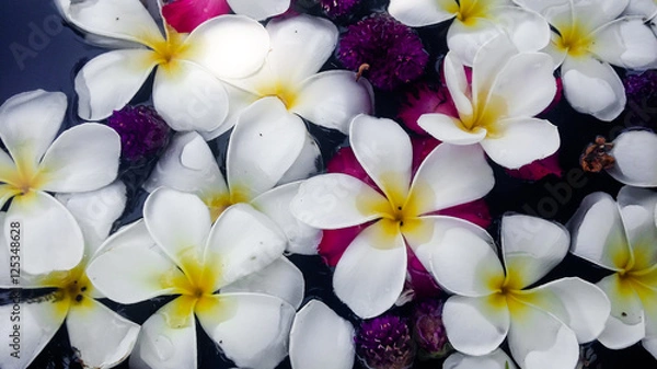 Obraz the soft focus of white franjipani plumeria flower floating on water
