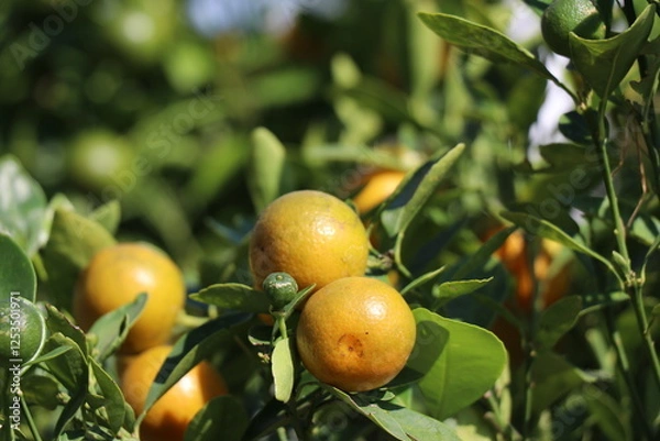 Fototapeta Oranges on the tree in the garden