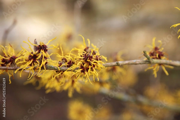 Fototapeta Macro image of orange and red Chinese witch hazel blooms, Derbyshire England
