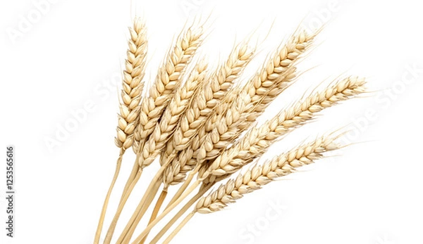 Fototapeta wheat ears isolated on white background