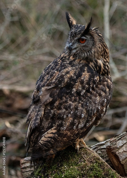 Fototapeta European Eagle Owl.  Captive Bird of prey, sitting on tree trunk and fence post.