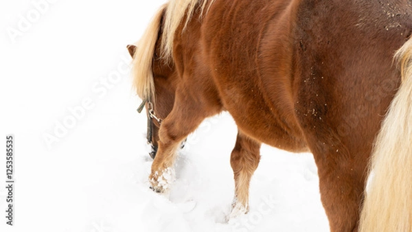 Fototapeta shetland pony playing in snow - close up 