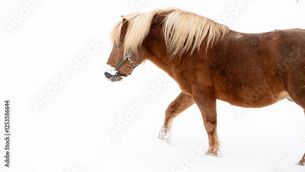 Fototapeta shetland pony walking in the snow - close up 