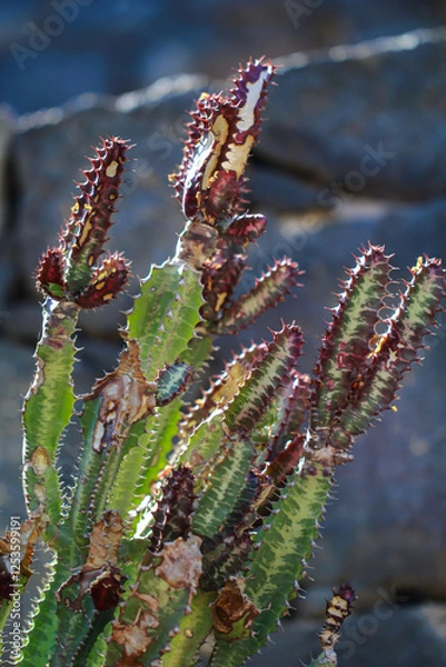 Fototapeta Detail eines Kaktus, Ein Kaktus in einer Tropischen Umgebung. 