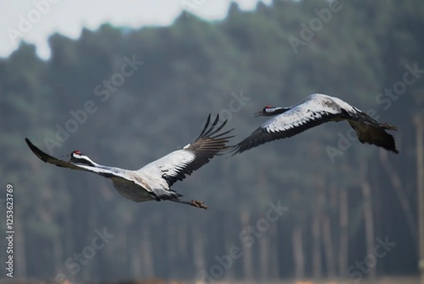 Fototapeta black headed gull