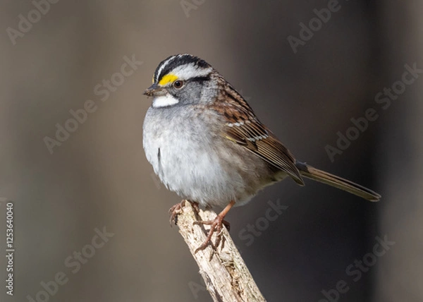 Fototapeta A close up of a White-throated Sparrow perched on the tip of a small dead branch