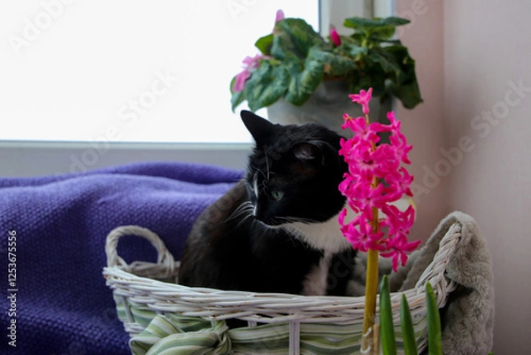 Obraz Adorable cat sitting in the straw basket on the windowsill