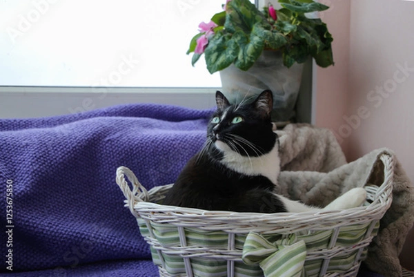 Obraz Adorable cat sitting in the straw basket on the windowsill