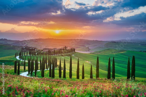 Fototapeta Tuscany, Italy. Sunset with typical Tuscan landscape, rows of cypress trees in spring season.