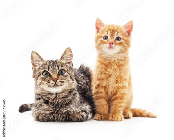 Obraz Cat and kitten.