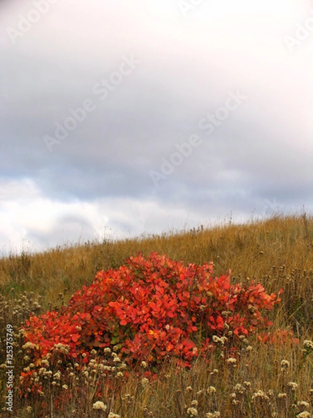 Obraz Red bush in the autumn field under cloudy sky