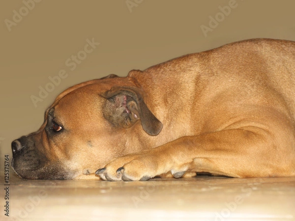 Fototapeta Sad red dog bullmastiff lying on the tile floor indoors in profile on beige background