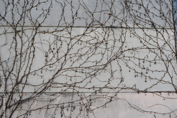 Obraz Branches plants on a concrete wall