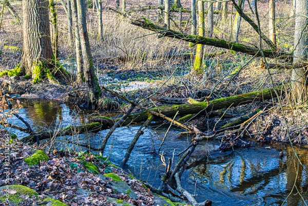 Obraz Moss-covered trees lie above the mill stream