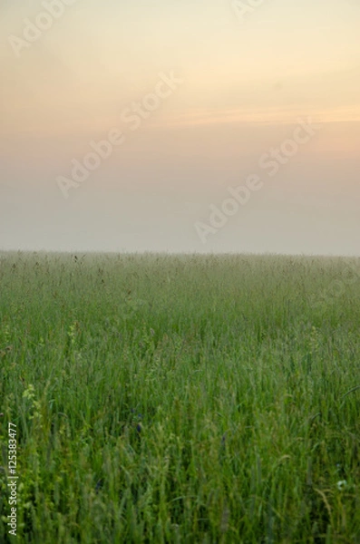 Obraz thick morning fog in the summer forest