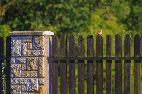 Fototapeta A Sparrow flew in and sat on the fence.
