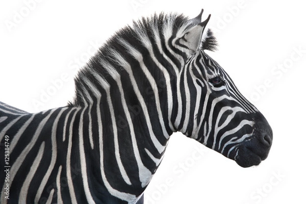 Obraz  portrait zebra