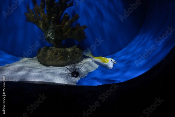 Obraz The longhorn cowfish in the aquarium