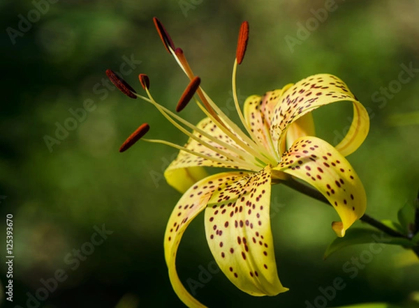 Obraz yellow lily with dark spots