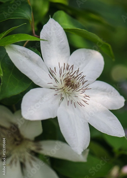 Obraz one white flower clematis