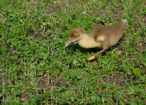 Obraz duckling in a hurry