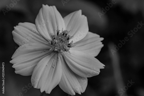 Obraz white flower on black background