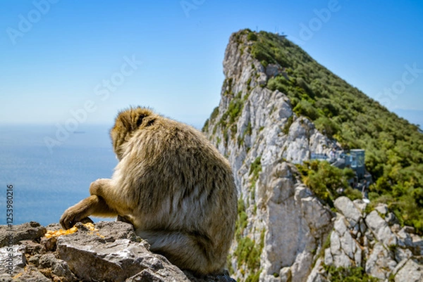 Fototapeta Macaque sitting on the stone in front of The Rock of Gibraltar
