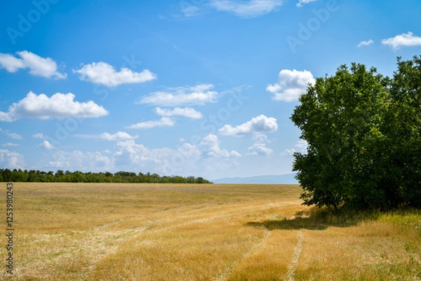 Fototapeta Crop fields near Povazsky Inovec mountains