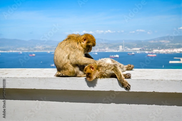Fototapeta Two macaques lying on the wall in Gibraltar