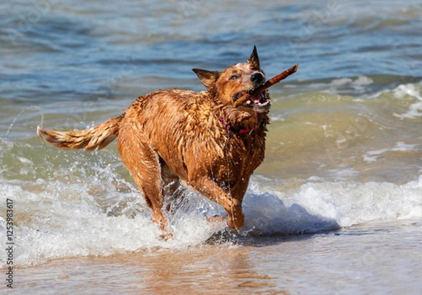 Obraz Brown dog with stick in its mouth on the beach