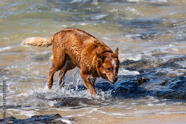 Obraz Brown dog playing among the rock on a beach