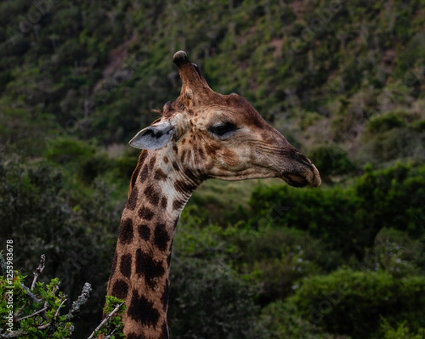 Obraz Side portrait of head and neck of a giraffe walking in the bush
