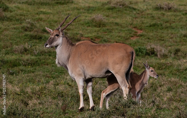 Obraz Portrait of an eland cow protecting her calf